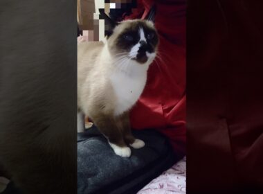 今日のシャム猫さん#ねこ#猫#cat#癒し#Shorts