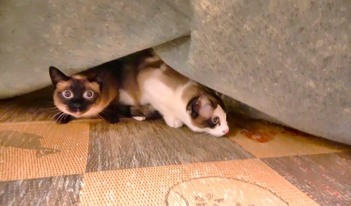 見知らぬおじさんが部屋へ入って来て！するシャム猫の驚き方が可愛👳