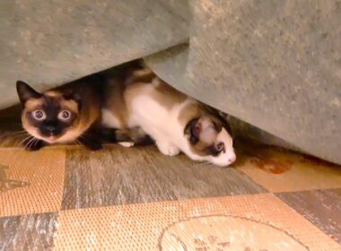 見知らぬおじさんが部屋へ入って来て！するシャム猫の驚き方が可愛👳