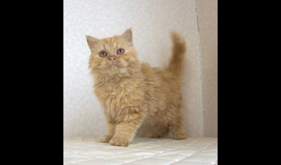 セルカークレックス子猫　Selkirk Rex　2025.5.28産まれ　レッドタビー　巻き毛　セミロング　男の子　シーダキャット猫のお店