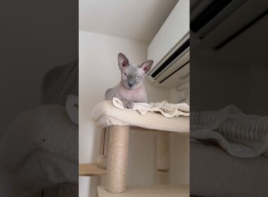 エアコン前を陣取る猫スルタン【スフィンクス】