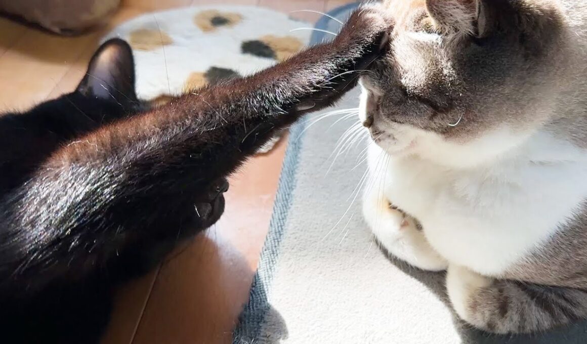 姫猫にイタズラしちゃう黒猫くんがとんでもないことに…笑