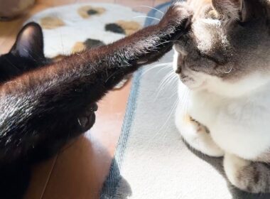 姫猫にイタズラしちゃう黒猫くんがとんでもないことに…笑