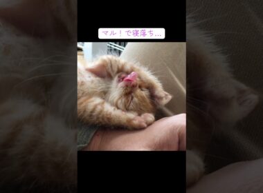 眠すぎて訳わからなくなってる茶トラ子猫 #cat  #猫  #ねこ  #保護猫 #cute #猫のいる暮らし #子猫 #shorts  #こねこ