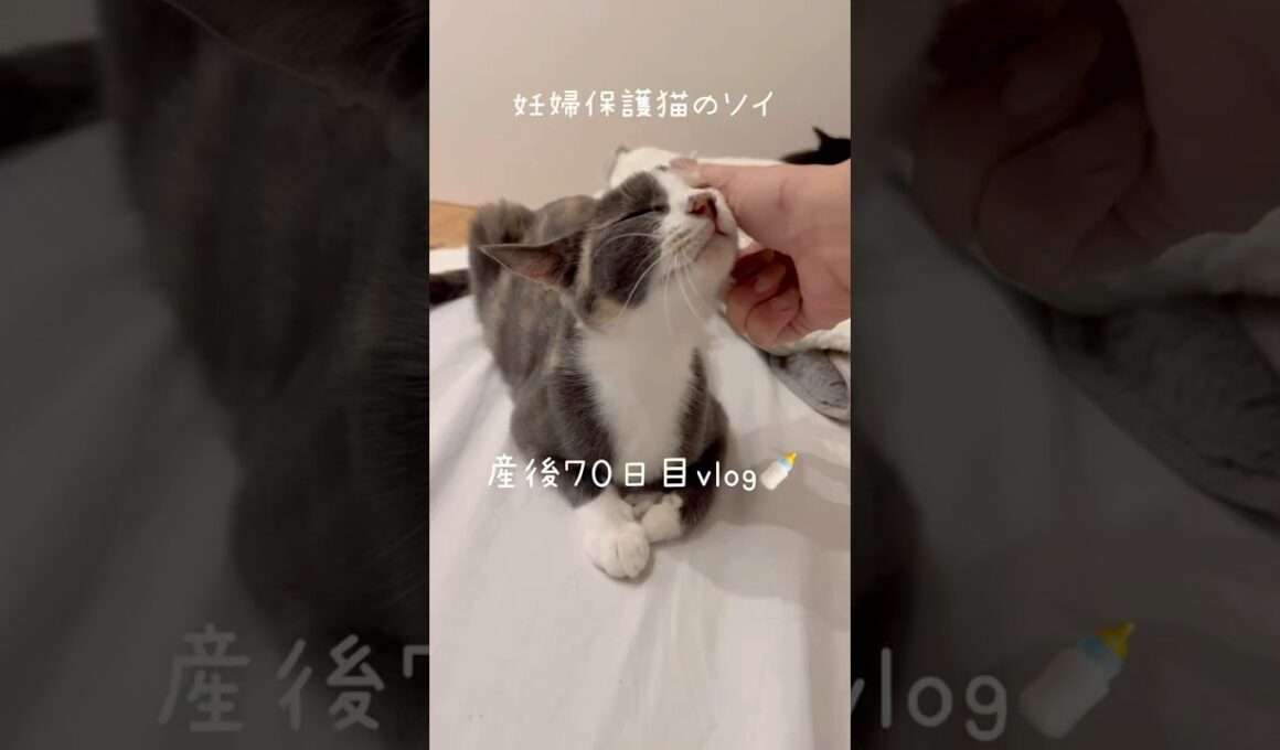 妊婦保護猫のソイ🤎産後７０日目vlog｜今日もお出迎えしてくれるソイとシナモン🫶子猫たちの猫じゃらしタイムが可愛すぎた🥺　#保護猫 #猫の出産 #妊娠猫 #子猫の成長記録 #rescuecat