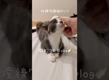 妊婦保護猫のソイ🤎産後７０日目vlog｜今日もお出迎えしてくれるソイとシナモン🫶子猫たちの猫じゃらしタイムが可愛すぎた🥺　#保護猫 #猫の出産 #妊娠猫 #子猫の成長記録 #rescuecat