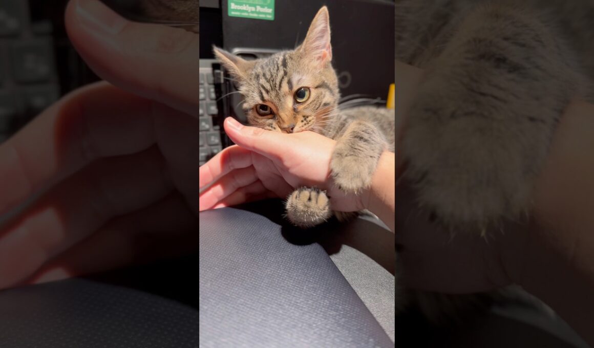 子猫に仕事を邪魔される人生、最高!! #cat #猫