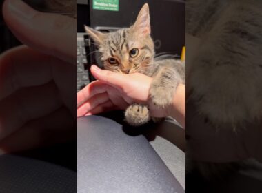 子猫に仕事を邪魔される人生、最高!! #cat #猫