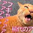 アホ猫のフギャァァ、桜の街に轟くフギャァァ　The "Fugyaaa" Karaage-cat in the town