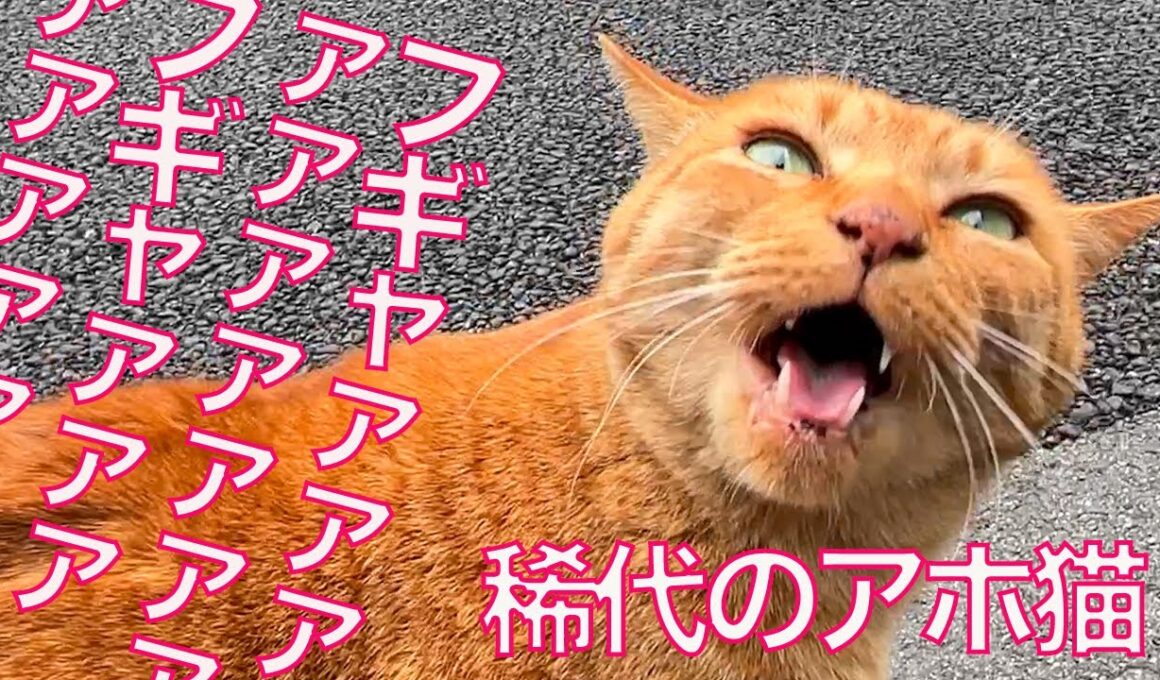 アホ猫のフギャァァ、桜の街に轟くフギャァァ　The "Fugyaaa" Karaage-cat in the town