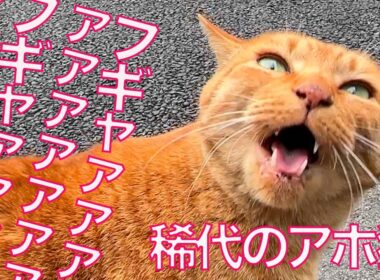 アホ猫のフギャァァ、桜の街に轟くフギャァァ　The "Fugyaaa" Karaage-cat in the town