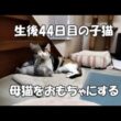 【生後44日目】子猫ちゃん達は母猫をおもちゃにして遊びます