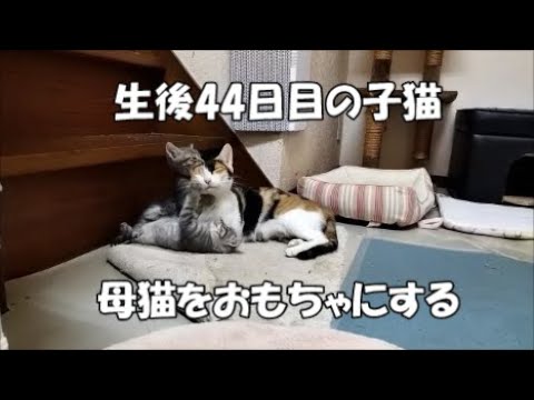 【生後44日目】子猫ちゃん達は母猫をおもちゃにして遊びます