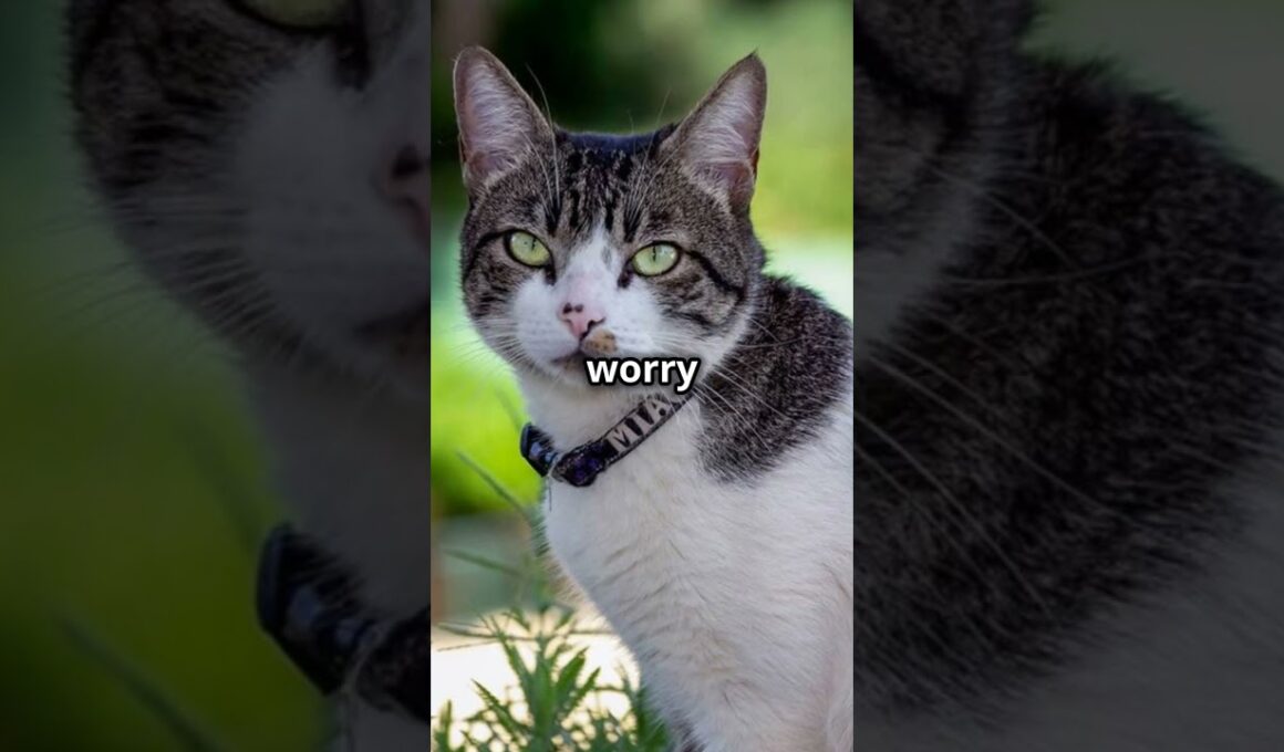 American Wirehair Cats 101: Amazing Cat Facts In 60 Seconds 🐱🕒