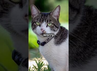 American Wirehair Cats 101: Amazing Cat Facts In 60 Seconds 🐱🕒