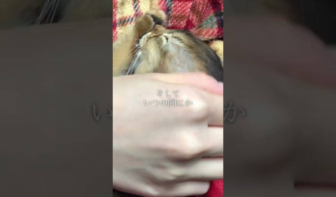 子猫の記憶は消えることはありません