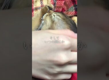 子猫の記憶は消えることはありません