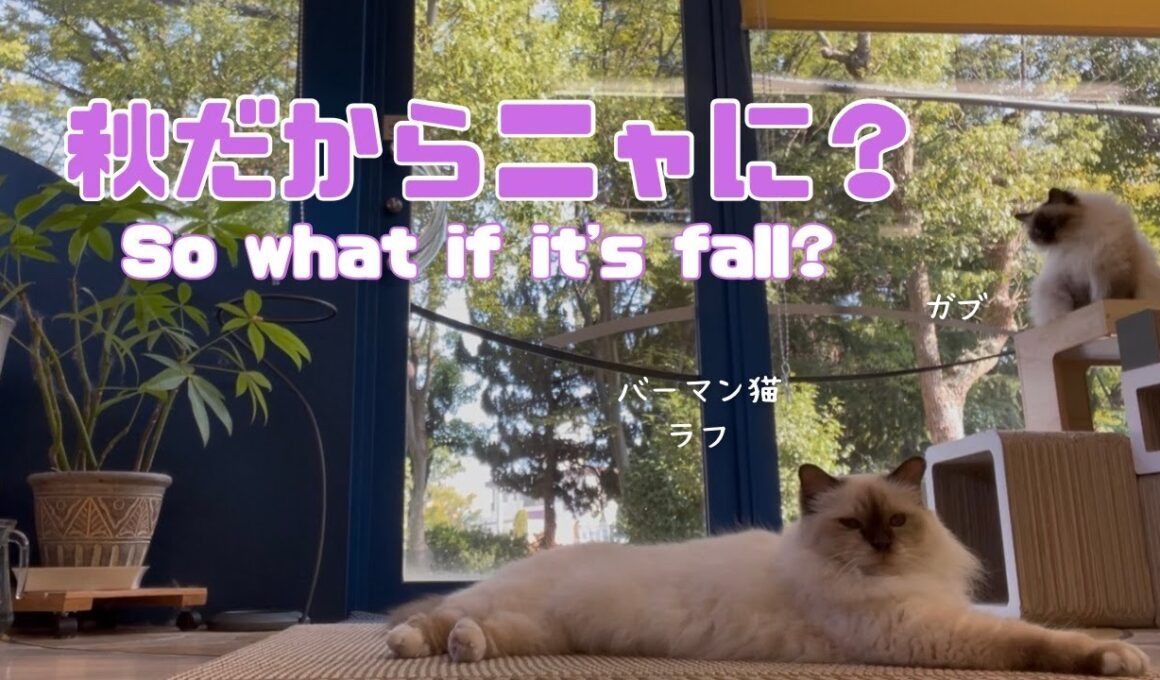 バーマン猫ラフとガブ【秋だからニャに？】So what if it's fall?（バーマン猫）