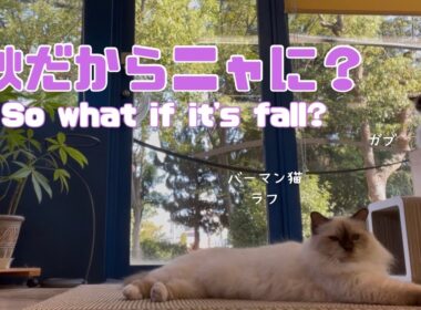バーマン猫ラフとガブ【秋だからニャに？】So what if it's fall?（バーマン猫）