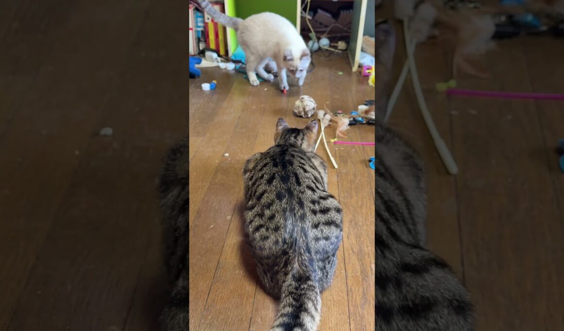 ダンボールの紙を丸めて、ボールに。シャムの子ネコ雫、キジシロのルル、遊んでくれるかな