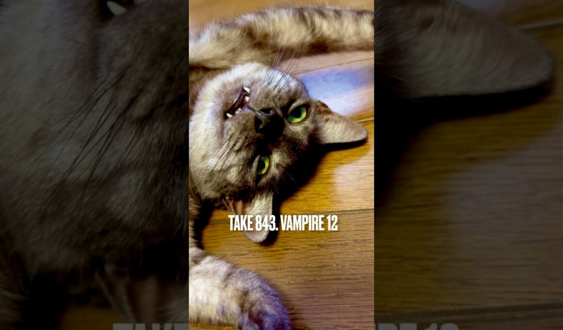 #バンパイア 特集 ✨#ヴァンパイアガール #ヴァンパイア猫 #vampire #egyptianmaucat #エジプシャマウ #エジプシャンマウスモーク #shorts 字幕付き動画もみてね