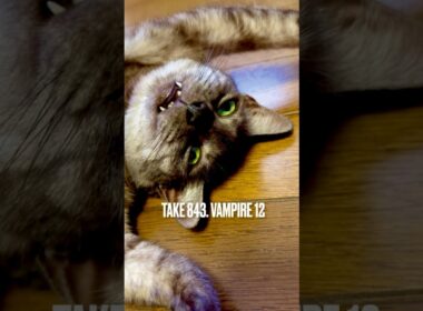 #バンパイア 特集 ✨#ヴァンパイアガール #ヴァンパイア猫 #vampire #egyptianmaucat #エジプシャマウ #エジプシャンマウスモーク #shorts 字幕付き動画もみてね