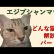 【飼い主が解説！】エジプシャンマウってどんな猫？パート1