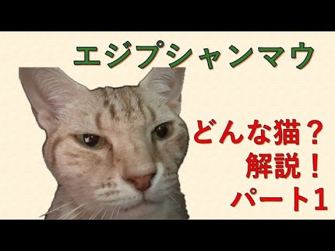 【飼い主が解説！】エジプシャンマウってどんな猫？パート1