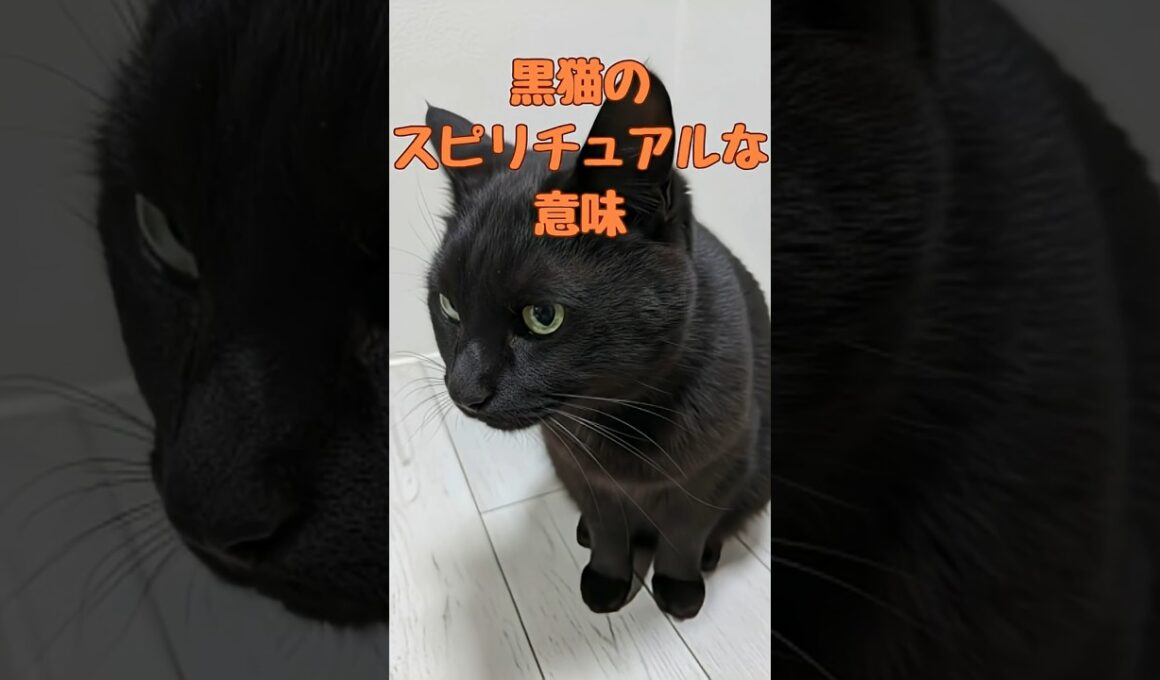 黒猫のスピリチュアルな意味#猫 #猫雑学  #catshorts #shorts