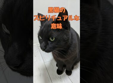 黒猫のスピリチュアルな意味#猫 #猫雑学  #catshorts #shorts