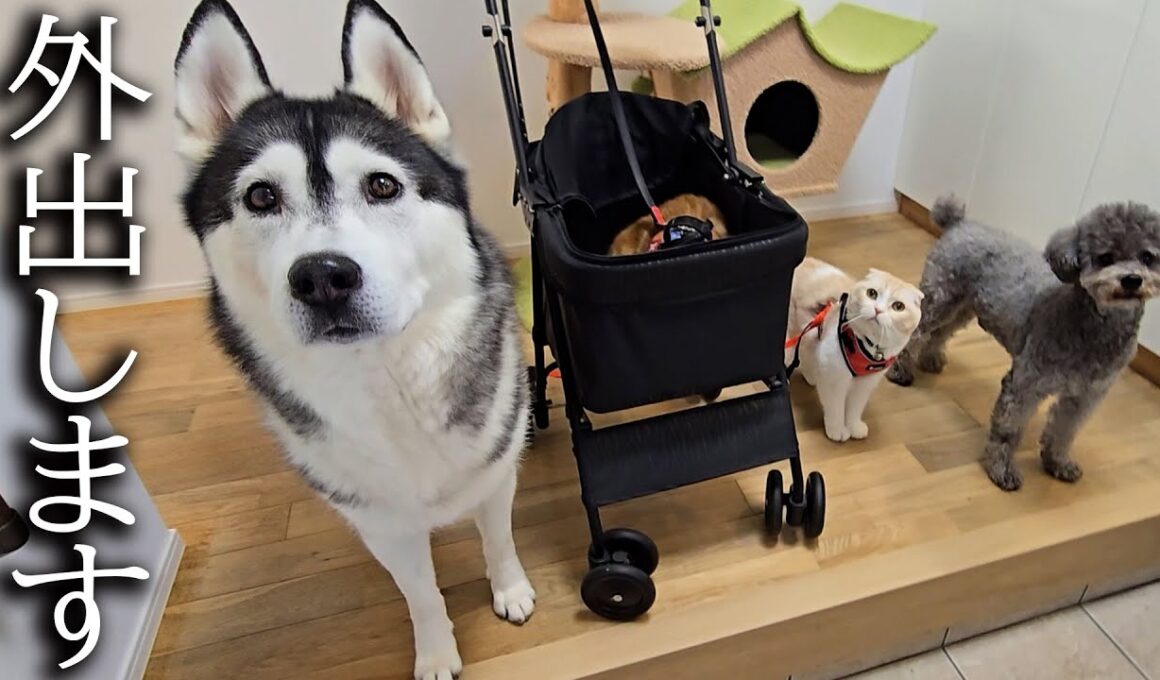 初めて犬と子猫を連れて紅葉を見に行ったら楽しすぎてこうった...