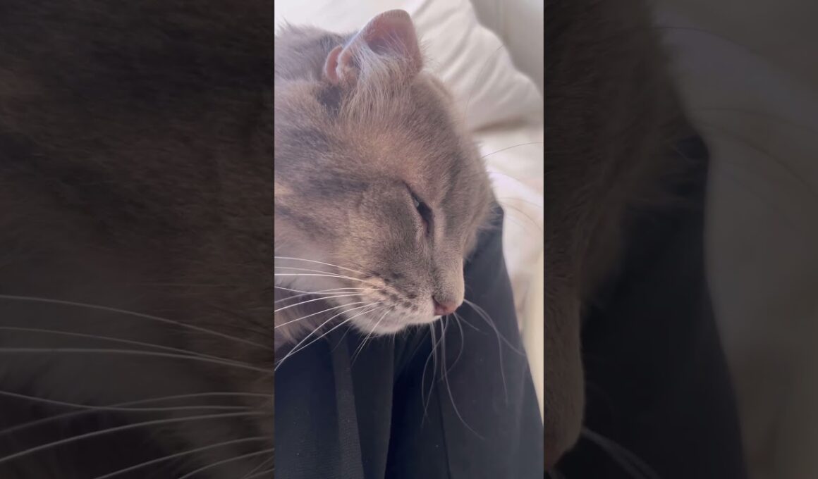 幸せ #ねこ動画 #アメリカンカール #ねこ