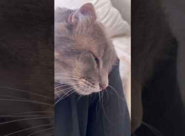 幸せ #ねこ動画 #アメリカンカール #ねこ