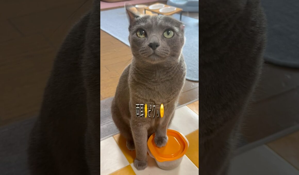 【ロシアンブルー】今朝のめろん..お耳がなぜかピクピク🫢【猫】#shorts