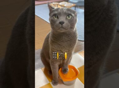 【ロシアンブルー】今朝のめろん..お耳がなぜかピクピク🫢【猫】#shorts