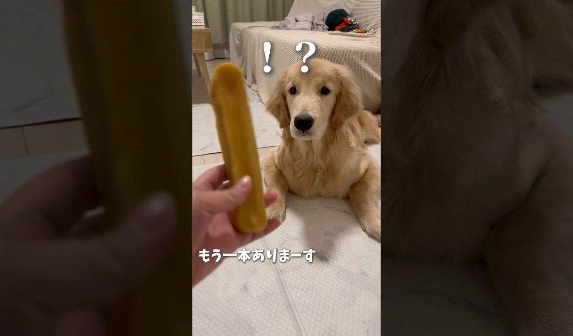 ヒマチー大好き♡#ゴルパピ麹#ゴールデンレトリバー#ゴールデンレトリバーのいる生活 #goldenretriever#goldenretrieverpuppy#goldenretrieverlife