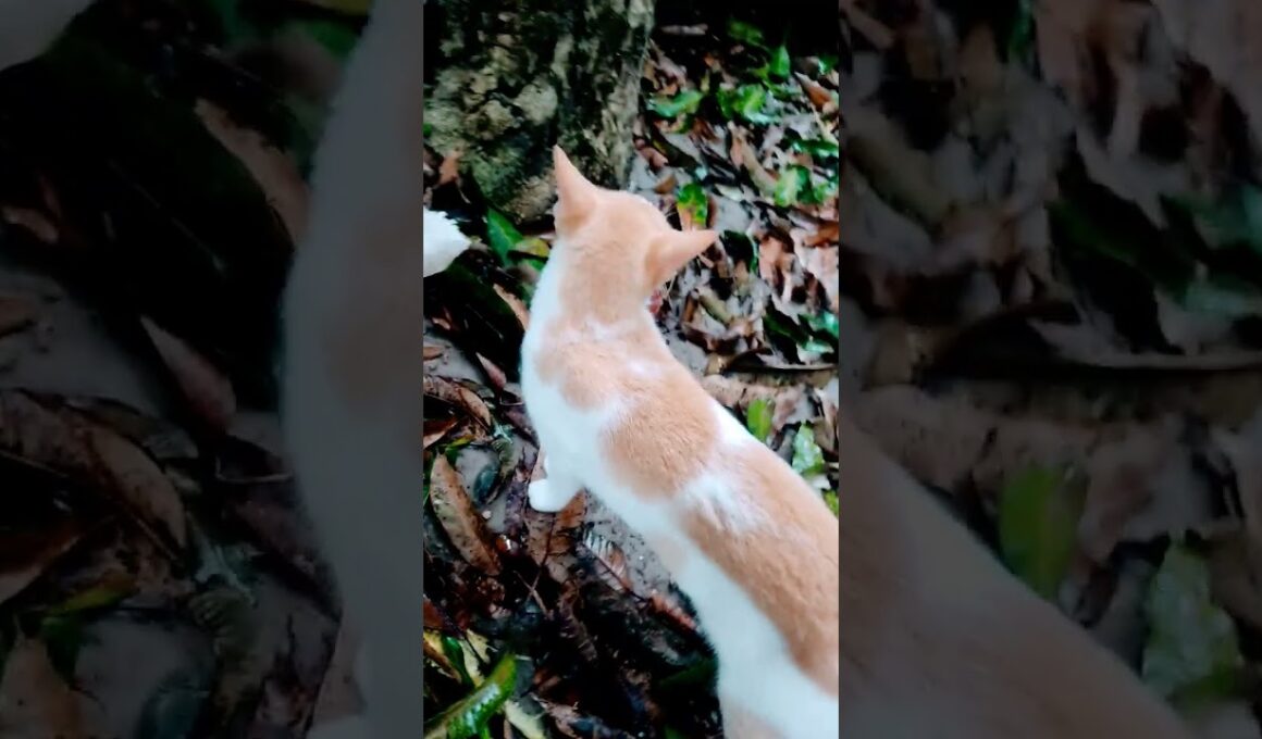 Gurr #cat #turkishcat #cuteanimal #好きな子猫 #funny #cutecat #cute #cutepet #子ネコ #wildlifeentertainment