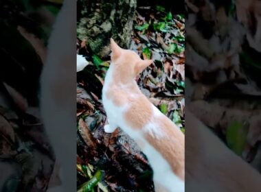 Gurr #cat #turkishcat #cuteanimal #好きな子猫 #funny #cutecat #cute #cutepet #子ネコ #wildlifeentertainment