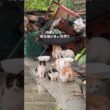 日本一野良猫が多い場所