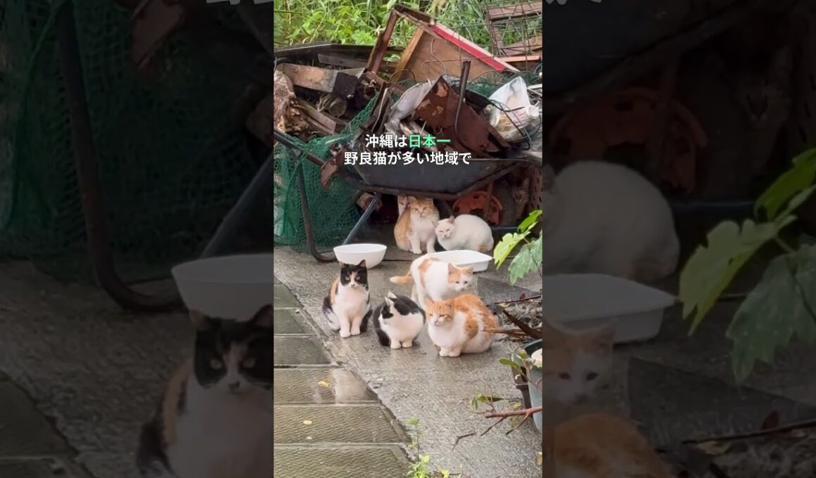 日本一野良猫が多い場所