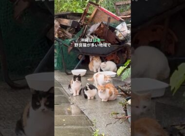 日本一野良猫が多い場所