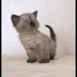 セルカークレックス子猫　Selkirk Rex　2025.９.26産まれ　シールポイント　巻き毛　女の子　シーダキャット猫のお店