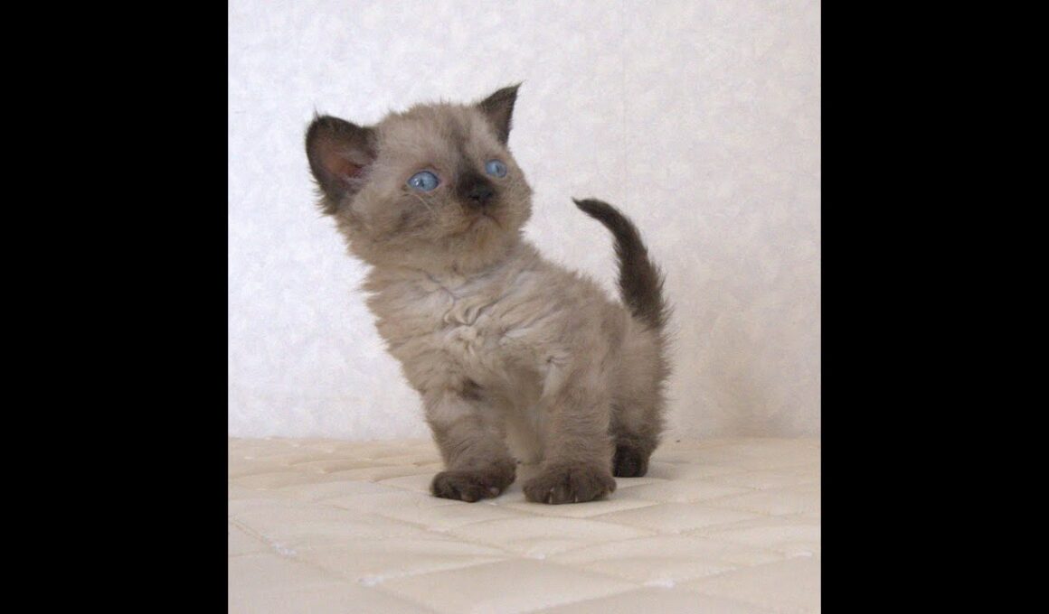 セルカークレックス子猫　Selkirk Rex　2025.９.26産まれ　シールポイント　巻き毛　女の子　シーダキャット猫のお店