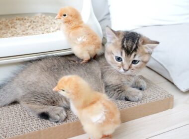 Kitten Kiki is sleepy, but the chicks wake her up
