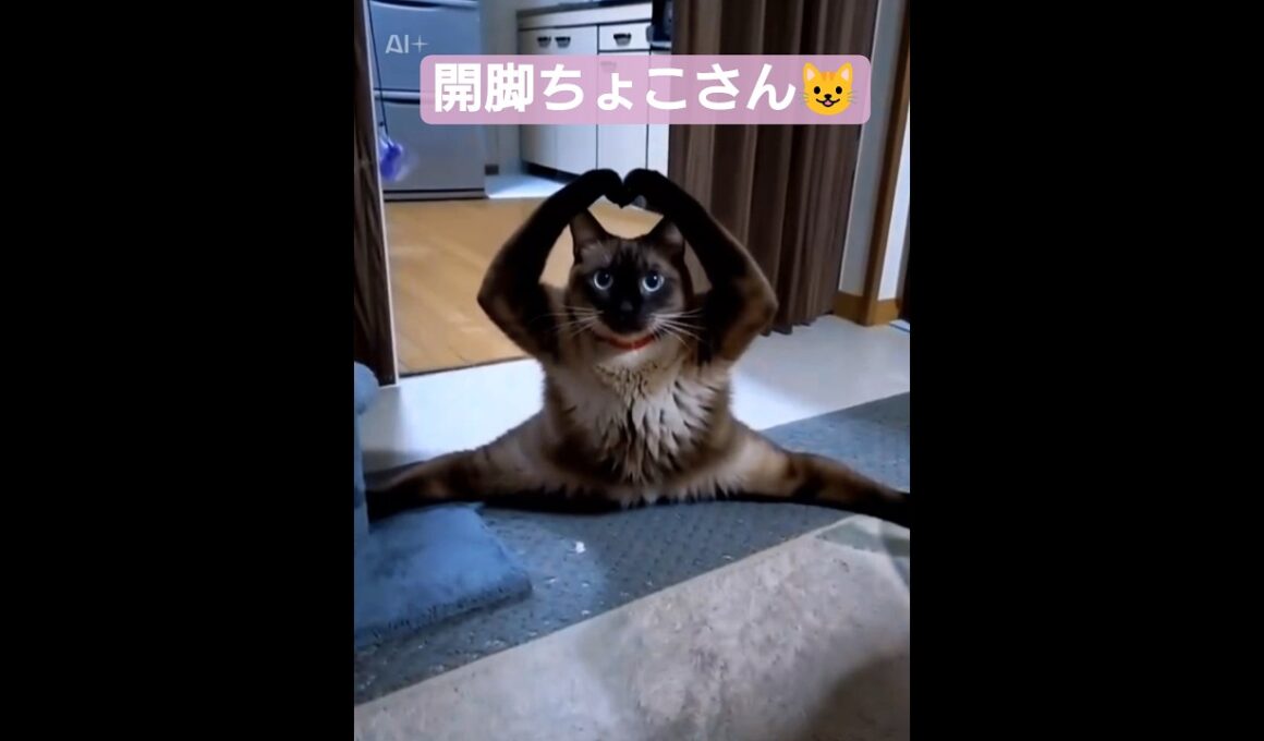 開脚ちょこさん😺 #シャム猫 #たぬき猫 #ai生成動画