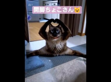 開脚ちょこさん😺 #シャム猫 #たぬき猫 #ai生成動画