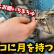 母猫を失い病気を乗り越えた強い子猫の旅立ち