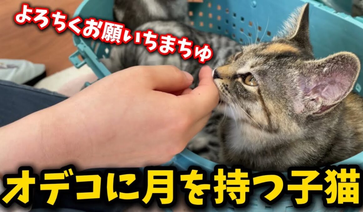母猫を失い病気を乗り越えた強い子猫の旅立ち