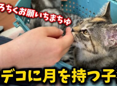 母猫を失い病気を乗り越えた強い子猫の旅立ち