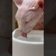 【ASMR】猫アレクサンドラの水を飲む音に癒される【スフィンクス】